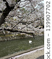 A beautiful spring waterside scene, woven together by cherry blossoms in full bloom and swans. 139907702