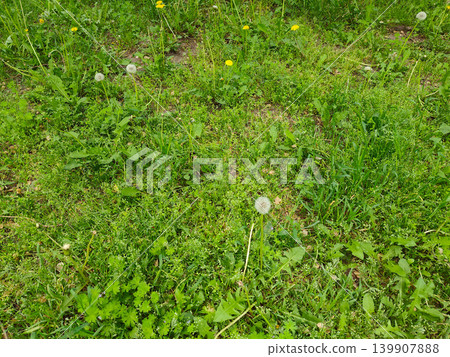 Green Urban Lawn In Modern City Environment Outdoor Nature Landscape Scene Green Urban Lawn In Modern City Environment Outdoor Nature Landscape Scene 139907888