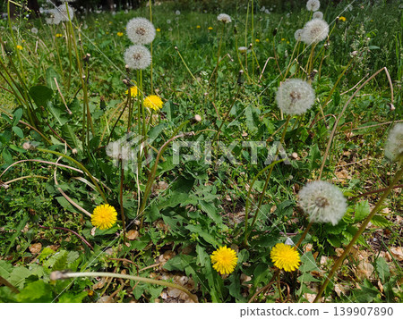 Green City Lawn With Blooming Dandelions In Urban Park Landscape Scene Green City Lawn With Blooming Dandelions In Urban Park Landscape Scene 139907890