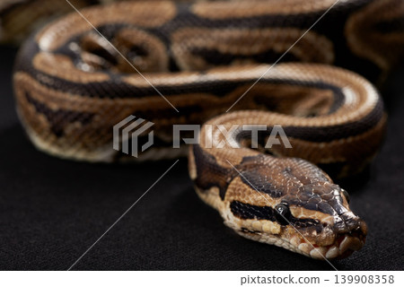 Closeup, snake and scales with python on black background for tropical, wildlife and conservation. Mockup, serpent and reptile for ecological awareness, environmental protection and exotic pet care Closeup, snake and scales with python on black background for tropical, wildlife and conservation. Mockup, serpent and reptile for ecological awareness, environmental protection and exotic pet care 139908358