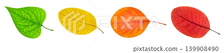 set of colorful leaves isolated on white background set of colorful leaves isolated on white background 139908490