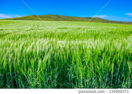 wheat field with green ears wheat field with green ears 139908571