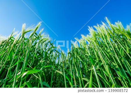 green wheat ears on background of sky, bottom view green wheat ears on background of sky, bottom view 139908572
