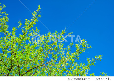 branches of a tree with green leaves against a blue sky branches of a tree with green leaves against a blue sky 139909319