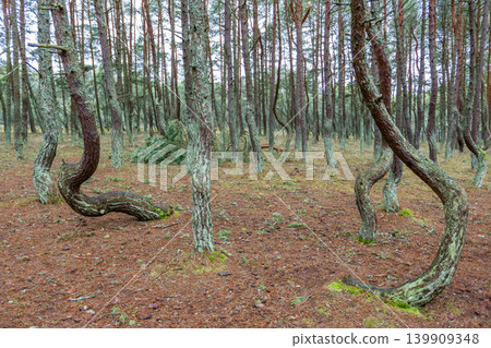 pine trees with curved trunks in coniferous forest 139909348