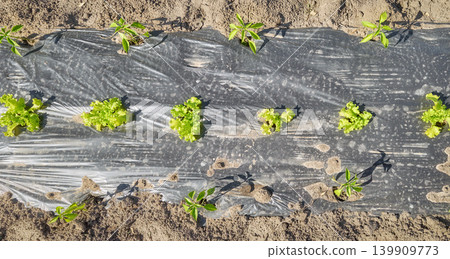 Rows of organic vegetables grown under plastic mulch. Rows of organic vegetables grown under plastic mulch. 139909773