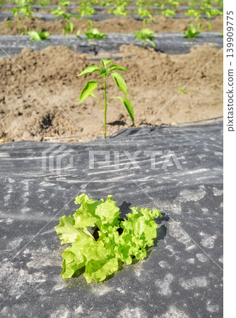 Close up of organic vegetables grown under plastic mulch, selective focus. Close up of organic vegetables grown under plastic mulch, selective focus. 139909775