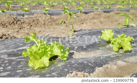 Close up of organic vegetables grown under plastic mulch, selective focus. Close up of organic vegetables grown under plastic mulch, selective focus. 139909776