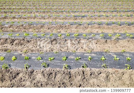 Rows of organic vegetables grown under plastic mulch. Rows of organic vegetables grown under plastic mulch. 139909777
