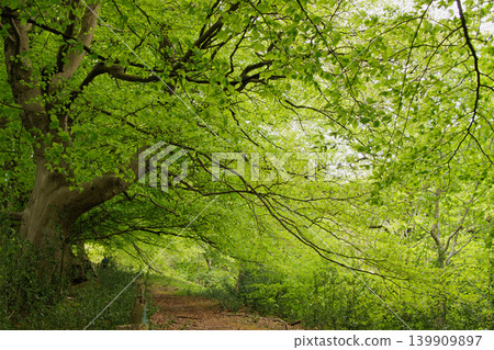 Bright green beech tree leaves and rural footpath in Wales 139909897