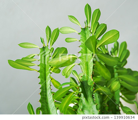 African milk tree, cathedral cactus, or Abyssinian euphorbia African milk tree, cathedral cactus, or Abyssinian euphorbia 139910634