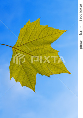 Leaf of hybrid sycamore against background of autumn sky Leaf of hybrid sycamore against background of autumn sky 139910636