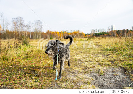 Shaggy terrier dog walking on leash in field during autumn. Pet dog enjoying outdoor activity on nature path. Domestic canine companion exercising in fall landscape. Animal lifestyle concept. Shaggy terrier dog walking on leash in field during autumn. Pet dog enjoying outdoor activity on nature path. Domestic canine companion exercising in fall landscape. Animal lifestyle concept. 139910682