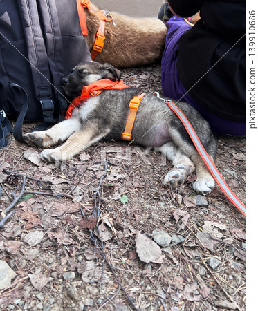 Sleeping puppy wearing orange harness and leash lying on forest ground near backpack and owner. Small dog cub scout resting during hike outdoor. Tired domestic animal, pet care and hiking travel Sleeping puppy wearing orange harness and leash lying on forest ground near backpack and owner. Small dog cub scout resting during hike outdoor. Tired domestic animal, pet care and hiking travel 139910686
