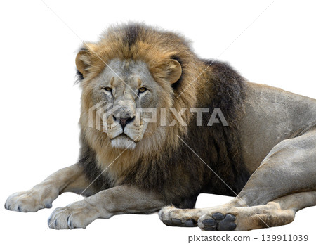An adult lion with a thick mane lies down and looks straight at the camera against an isolated background An adult lion with a thick mane lies down and looks straight at the camera against an isolated background 139911039