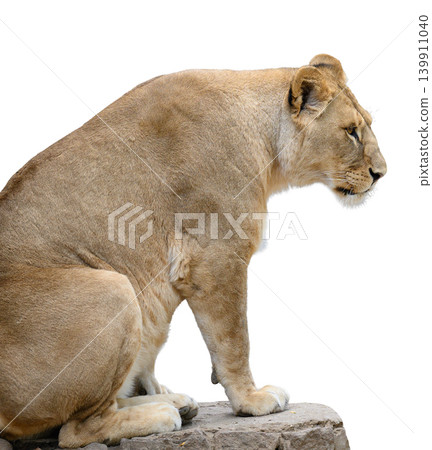 An adult lioness sits in profile on a rock ledge against an isolated background An adult lioness sits in profile on a rock ledge against an isolated background 139911040