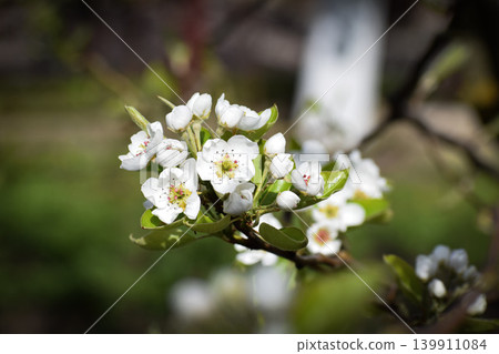 apple tree blossom apple tree blossom 139911084