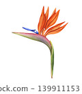 Bird of paradise flowers. Watercolor illustration of strelitzia and palm leaves. Exotic Flower buds orange blossoms. Hand-drawn illustration of tropical plant for design, textile, fabric and wallpaper 139911153