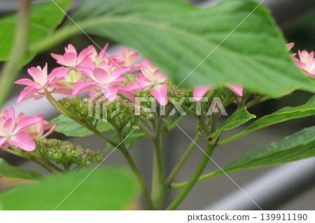 Iris Pond Park, where pretty pink flowers bloom. Iris Pond Park, where pretty pink flowers bloom. 139911190