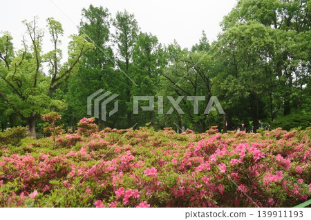 Shobu-numa Park in early summer, where azaleas are in full bloom. Shobu-numa Park in early summer, where azaleas are in full bloom. 139911193