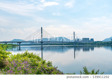 Beautiful yellow canola flowers (rapeseed) blooming along the Han River with Guri-Amsa Bridge in the background on a sunny spring afternoon Beautiful yellow canola flowers (rapeseed) blooming along the Han River with Guri-Amsa Bridge in the background on a sunny spring afternoon 139911202