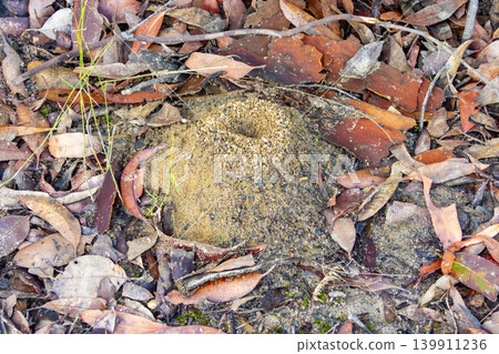 An Ant hole surrounded by leaves and fallen tree bark An Ant hole surrounded by leaves and fallen tree bark 139911236