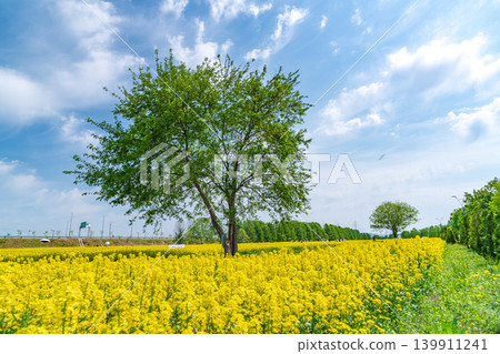A solitary tree standing in the middle of a vibrant yellow canola flower field under a clear spring sky A solitary tree standing in the middle of a vibrant yellow canola flower field under a clear spring sky 139911241