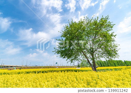 A solitary tree standing in the middle of a vibrant yellow canola flower field under a clear spring sky 139911242