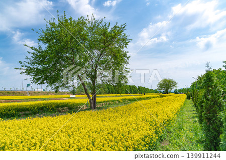 A solitary tree standing in the middle of a vibrant yellow canola flower field under a clear spring sky A solitary tree standing in the middle of a vibrant yellow canola flower field under a clear spring sky 139911244