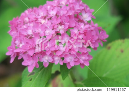 可愛的粉紅色繡球花盛開了。 139911267