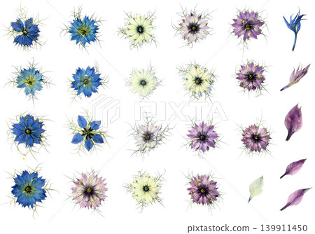 Pressed Nigella Flower Material Collection: Transparent Background, Blue-Purple-White Flowers, Buds, and Petals Set Pressed Nigella Flower Material Collection: Transparent Background, Blue-Purple-White Flowers, Buds, and Petals Set 139911450