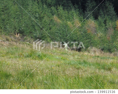 Wild grass and young conifers near electrical unit on mountain ski slope edge Wild grass and young conifers near electrical unit on mountain ski slope edge 139911516