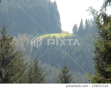 Blurred mountain meadow with coniferous trees and soft-focus forest in sunlight Blurred mountain meadow with coniferous trees and soft-focus forest in sunlight 139911520