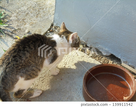 Brown and white cat staring into a hole under old wall, presumably hunting 139911542