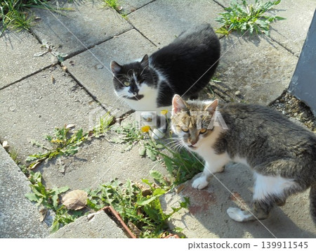 Two cats staring to the camera,from top view,on a pavement during sunny day Two cats staring to the camera,from top view,on a pavement during sunny day 139911545