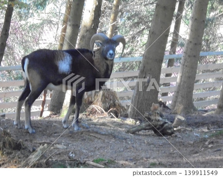 Magnificent male musmon standing in the forest and looking into the camera 139911549