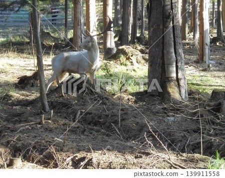 Rare leucistic male fallow deer with large antlers in a game enclosure Rare leucistic male fallow deer with large antlers in a game enclosure 139911558