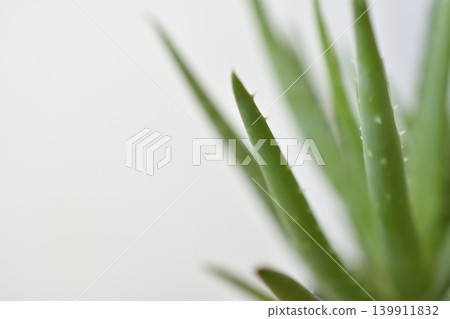 Aloe Aloe 139911832