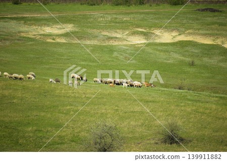 A herd of sheep on pasture A herd of sheep on pasture 139911882
