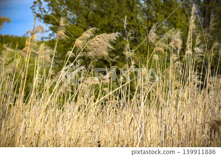 dry reeds in the wind dry reeds in the wind 139911886