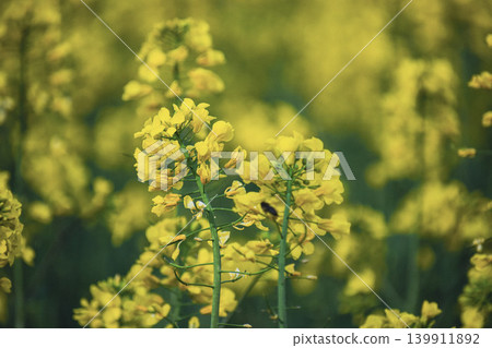 field of rape with a yellow background field of rape with a yellow background 139911892