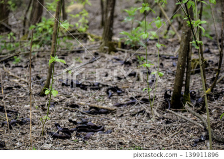 ground with sends in the forest 139911896