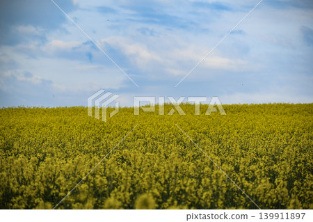 field of yellow flowers of rapeseed field of yellow flowers of rapeseed 139911897
