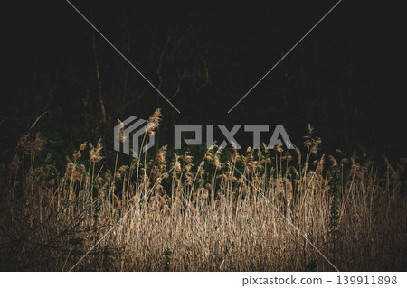 dry reed in the wind dry reed in the wind 139911898