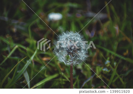 dandelion on a green background 139911920