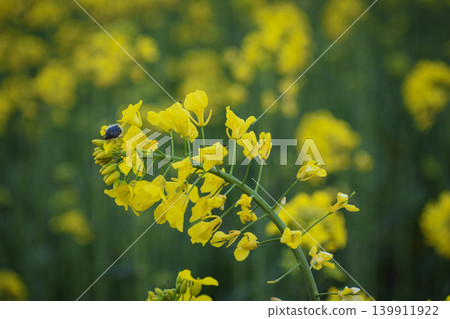 field of yellow flowers of rapeseed field of yellow flowers of rapeseed 139911922