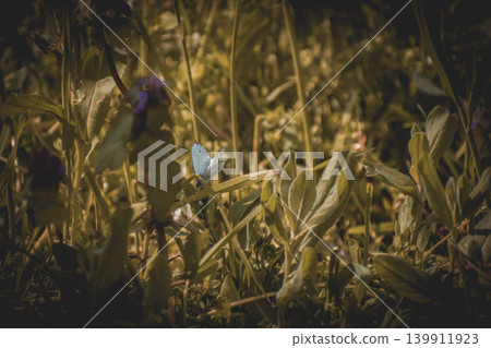 wild flowers in the field wild flowers in the field 139911923
