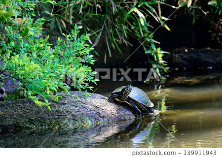 A red-eared slider turtle (commonly known as a green turtle) basking in the sun. A red-eared slider turtle (commonly known as a green turtle) basking in the sun. 139911943