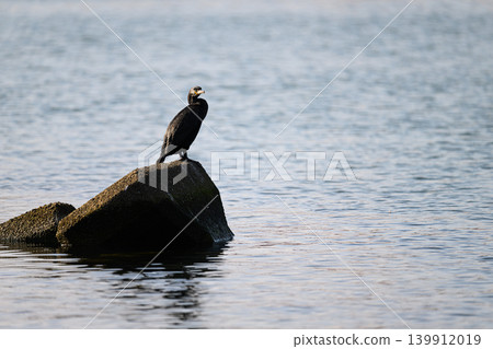 A large wild bird, a cormorant, stands by the water's edge. A large wild bird, a cormorant, stands by the water's edge. 139912019