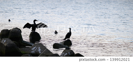 A cormorant drying its wings; a large wild bird. A cormorant drying its wings; a large wild bird. 139912021